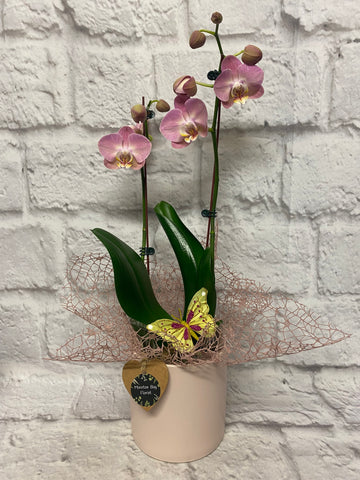 Orchid Plant -  Pink Phalaenopsis