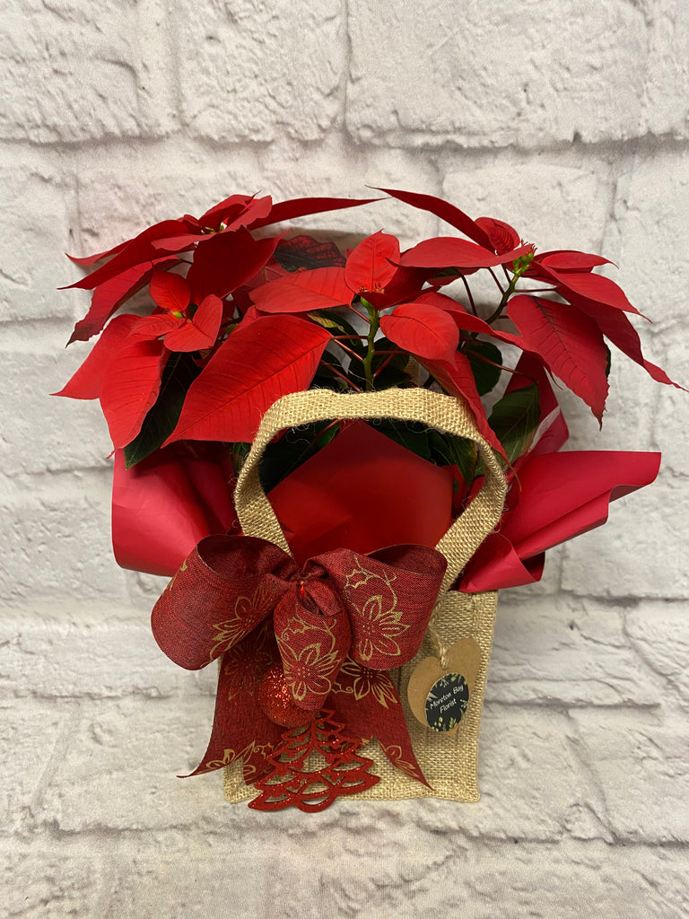 Poinsettia Christmas